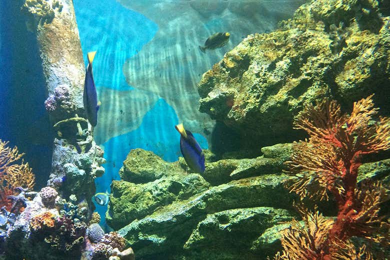 SEA LIFE® Bangkok