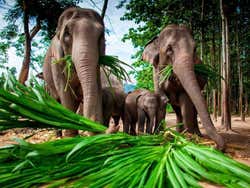 Chiang Mai